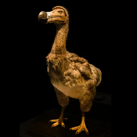 Dodo