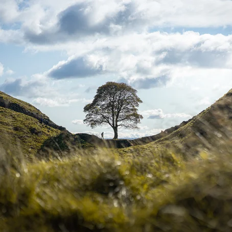 Sycamore Gap Tree